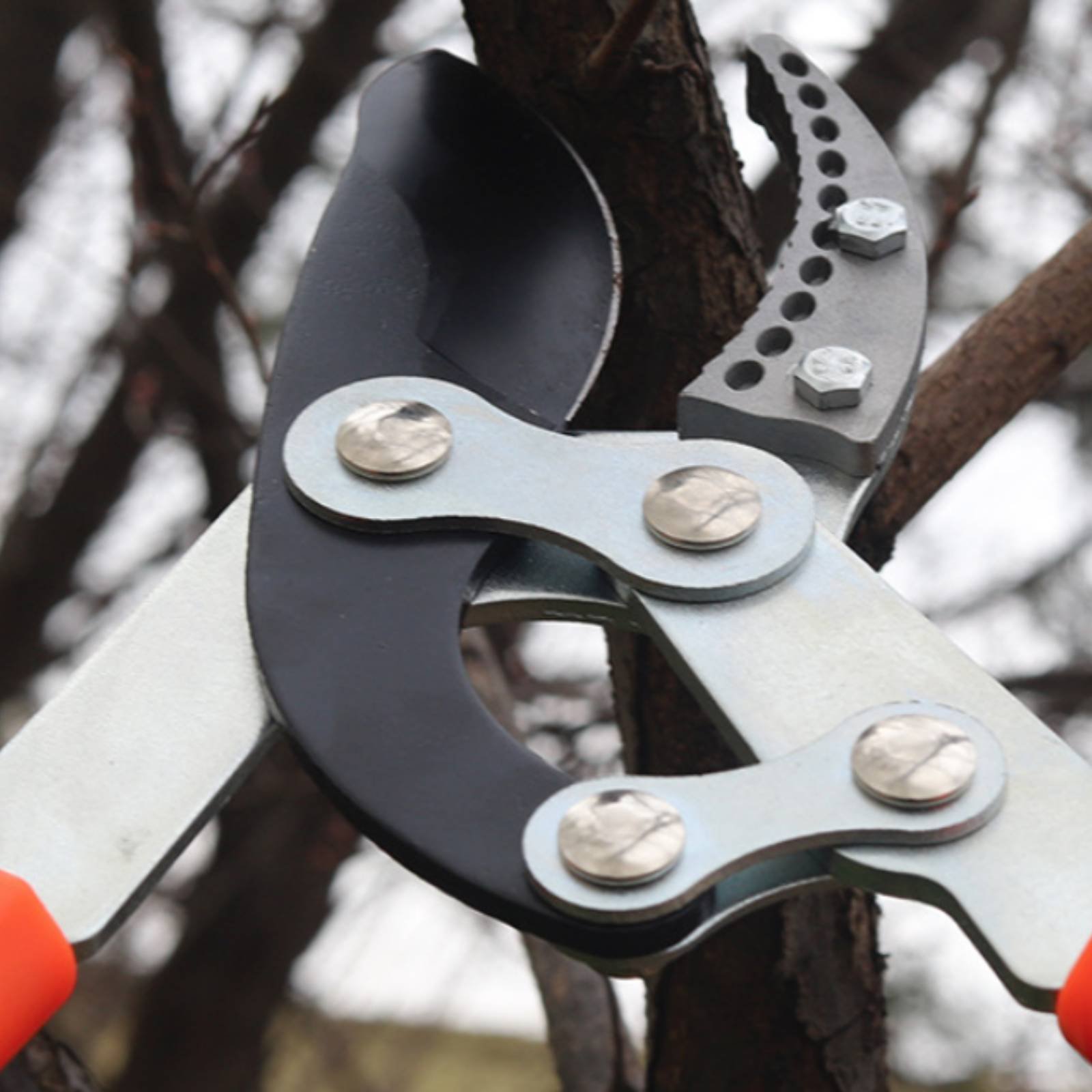 Forbici Telescopiche per Potat - Gardening Tools In recensione e prezzo