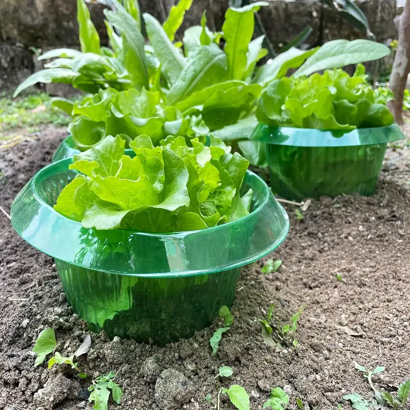 Anelli di protezione per lumac - Gardening Tools Green recensione e prezzo