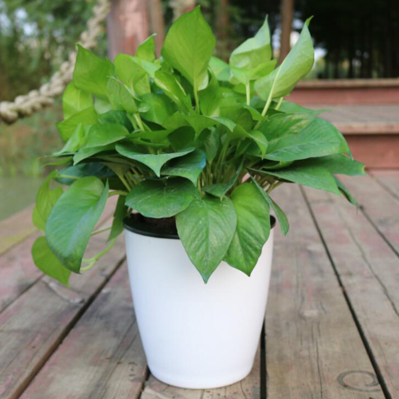 Vaso per Fiori Automatico Lazy - Gardening Tools Green recensione e prezzo